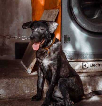 Ремонт насоса стиральной машины Pozis в Санкт-Петербурге