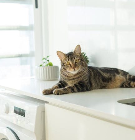 Ремонт стиральных машин AEG недорого в Санкт-Петербурге